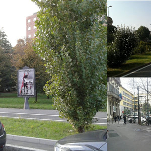Milan cod. 13101